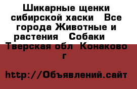 Шикарные щенки сибирской хаски - Все города Животные и растения » Собаки   . Тверская обл.,Конаково г.
